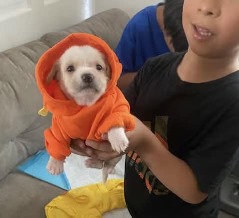 3 puppies image 1