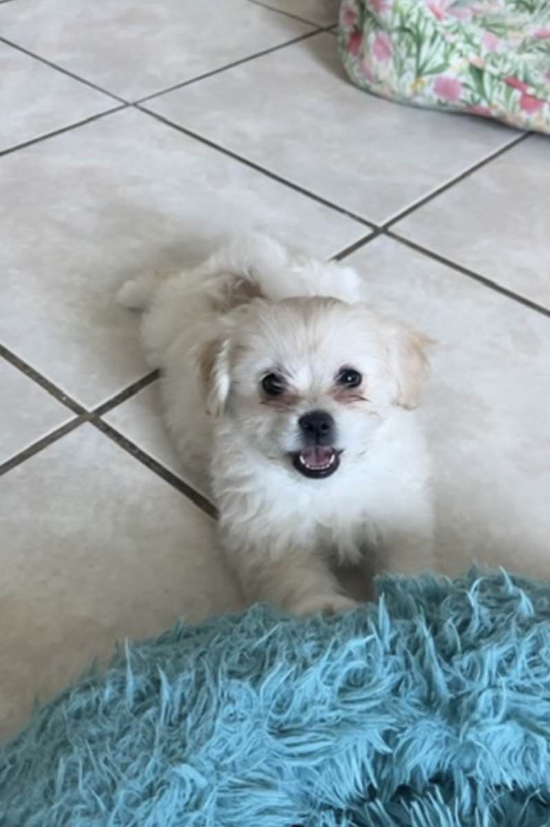 Pomeranian mix puppies image 1