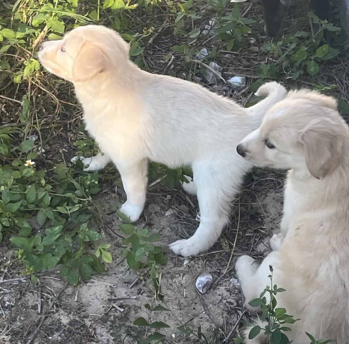 Goberian Puppies image 10