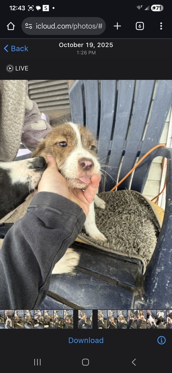 Free Blue nose pit and Golden doodle puppies image 6