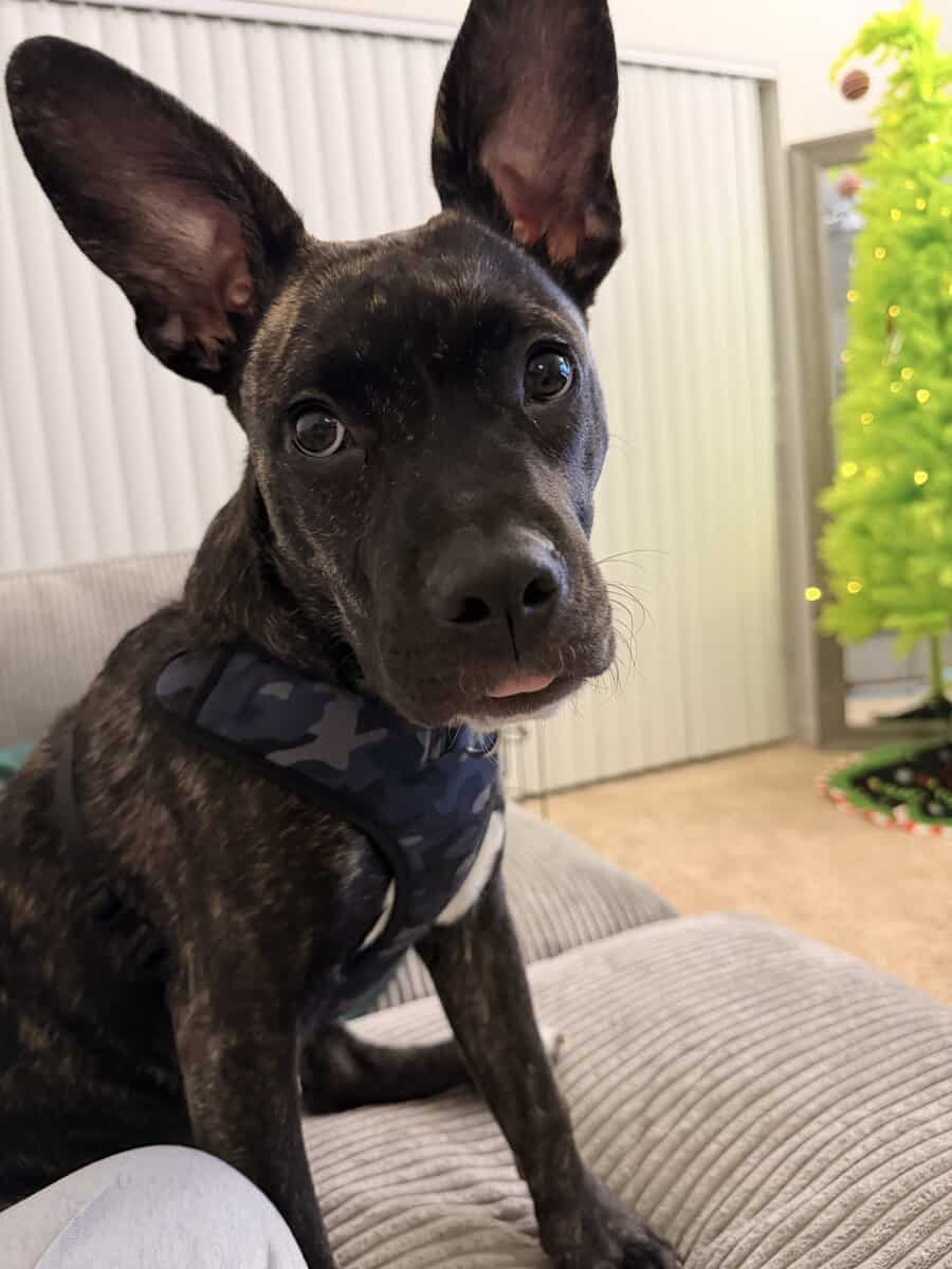 6 month old sweetheart image 2