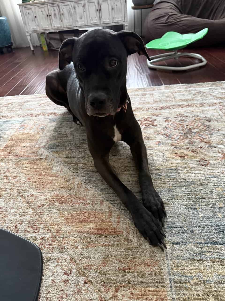 Rehoming dog image 1