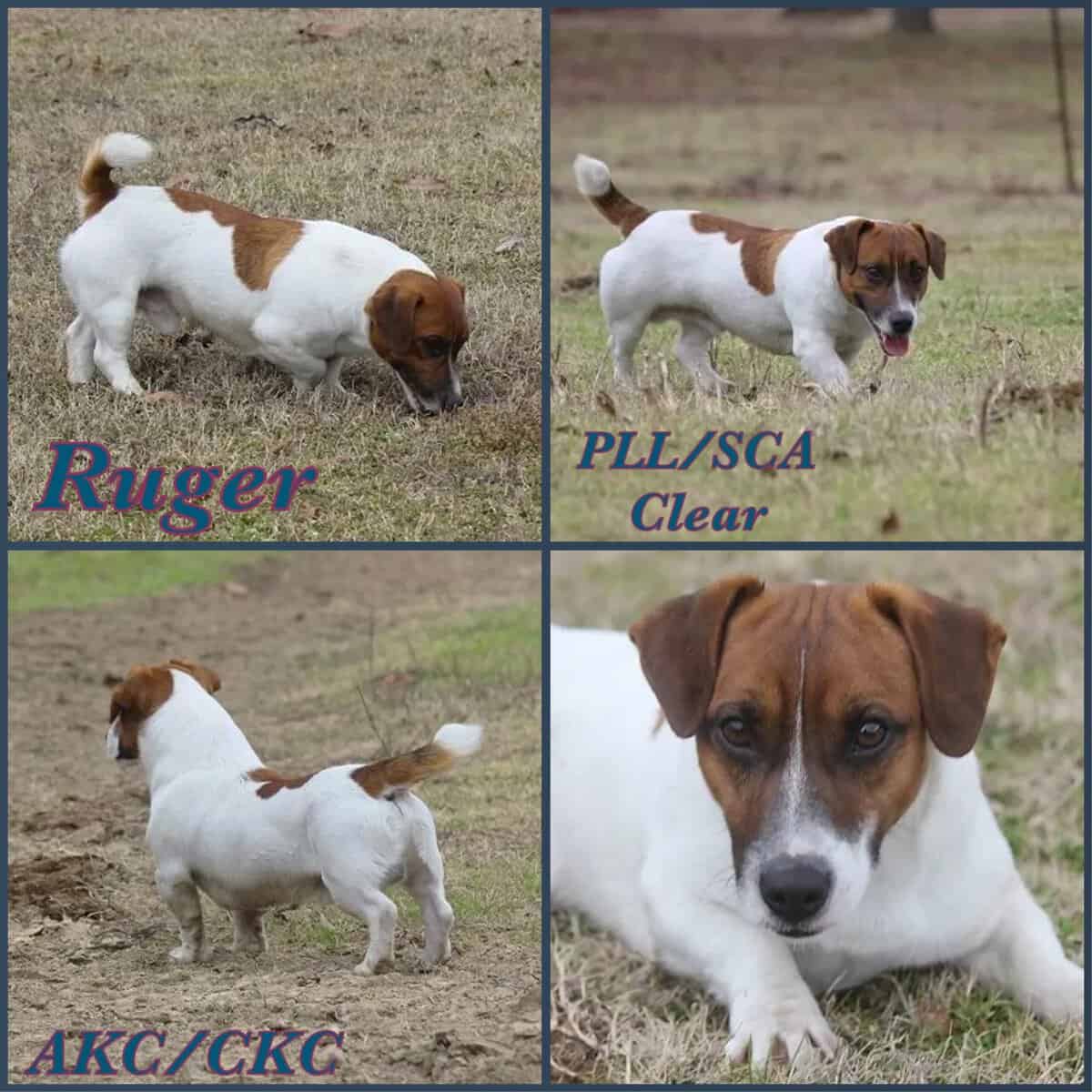 Male shorty Jack AKC image 2
