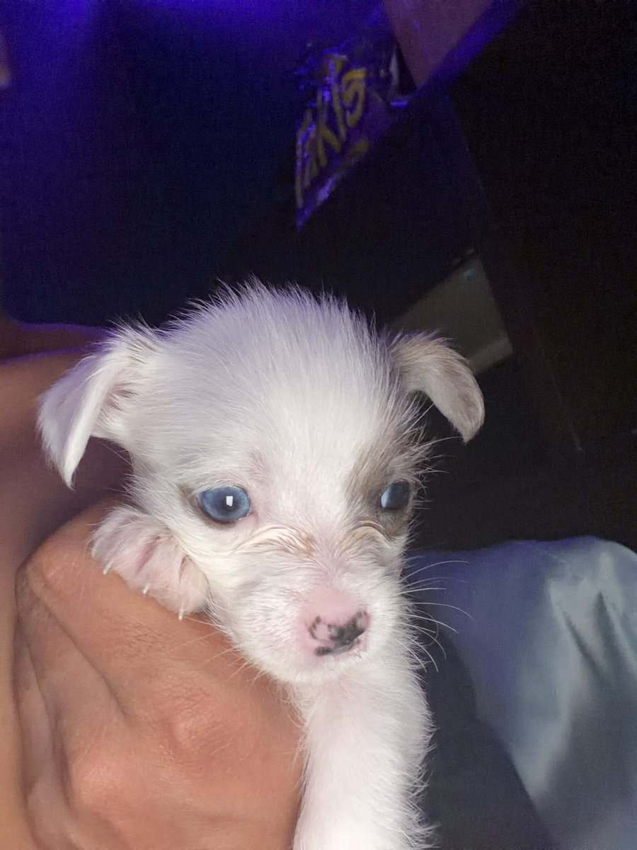 She needs a home bad will be ready to leave 12-23 image 1