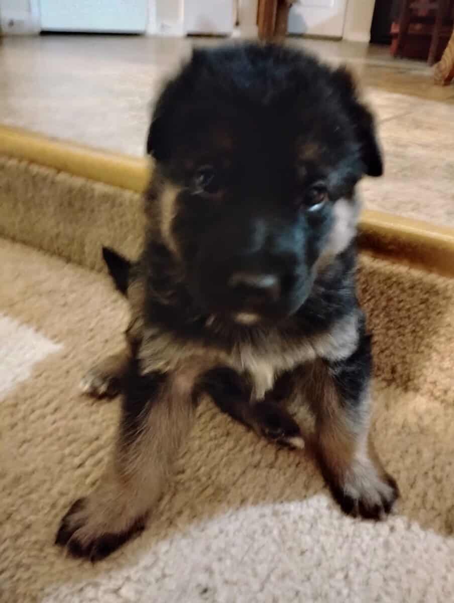 AKC German Shepherd puppies image 6