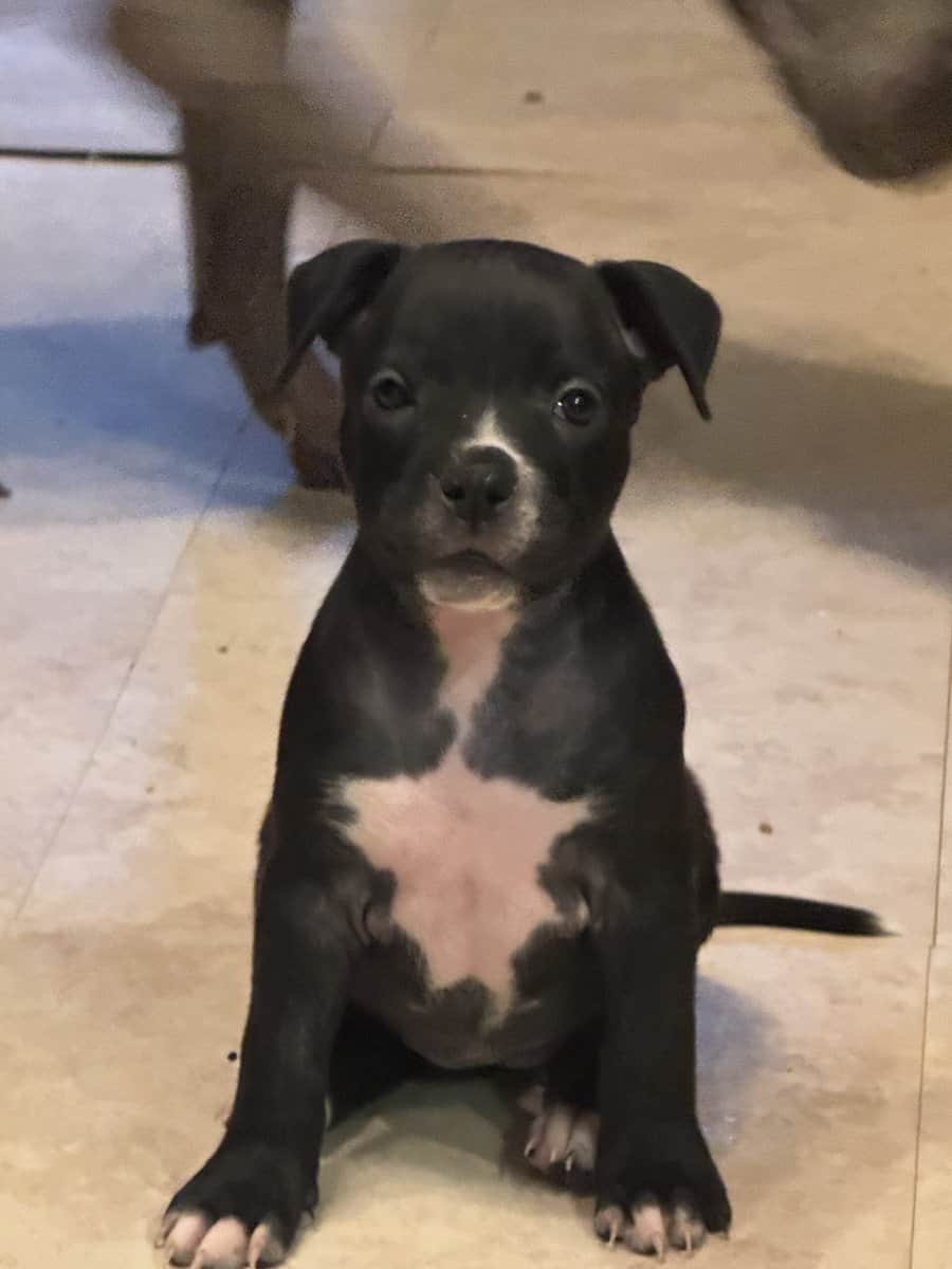 Pitbull Puppies image 8