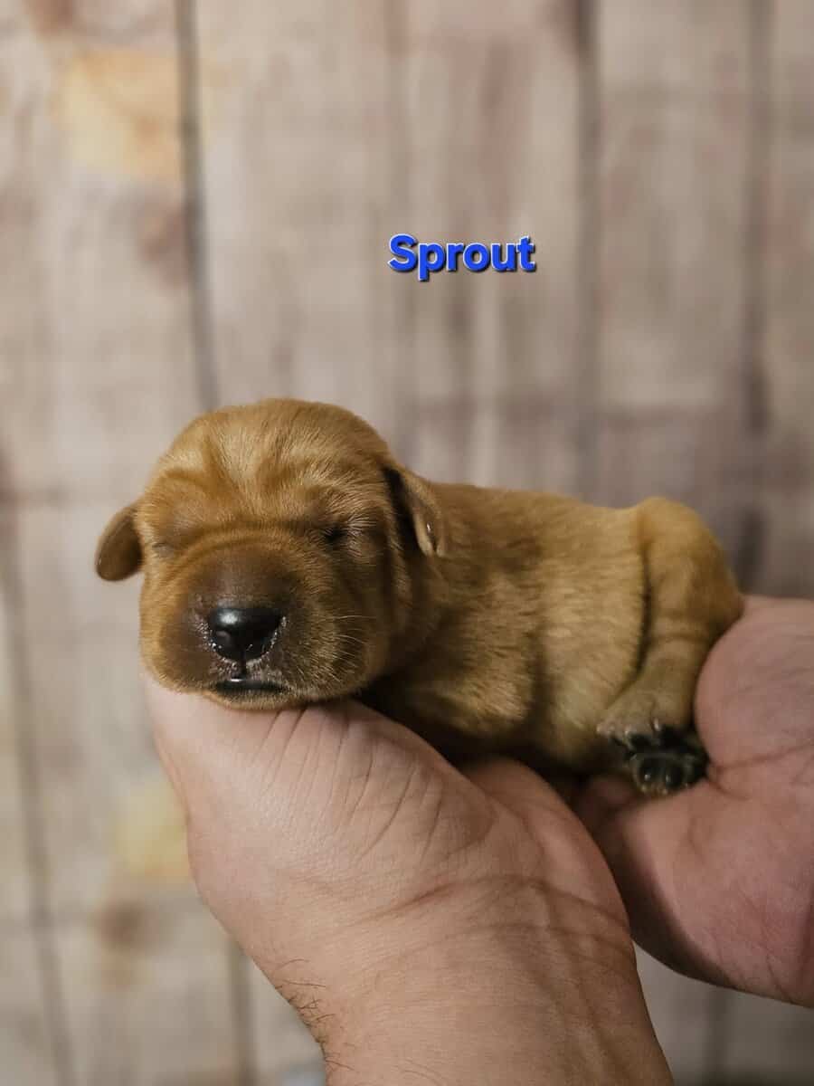 AKC Male Labrador Puppies Health Tested Parents image 2