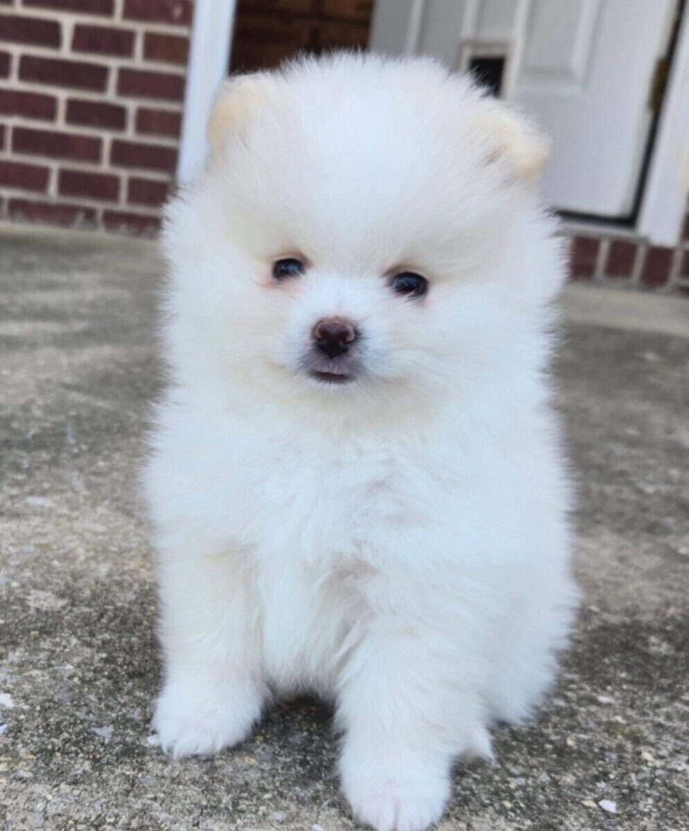 Gorgeous cream/white male pomeranian puppy image 1