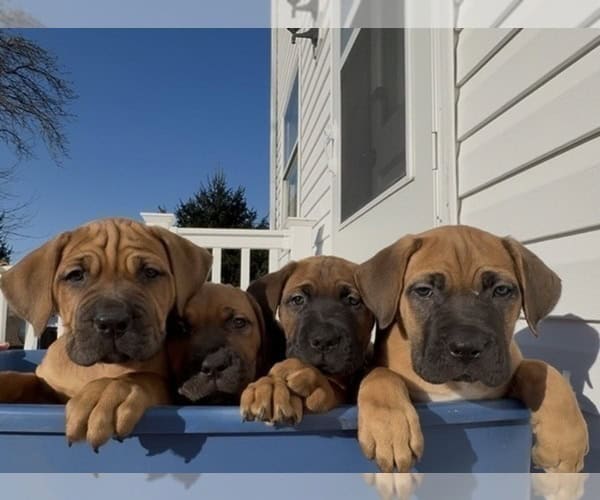Boerboel–Cane Corso Puppies -- Ready to go! image 1