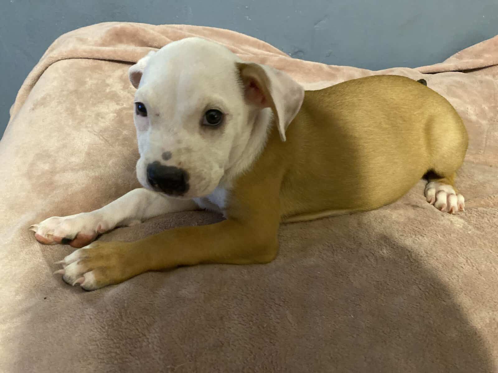German shepherd mixed with pit image 2