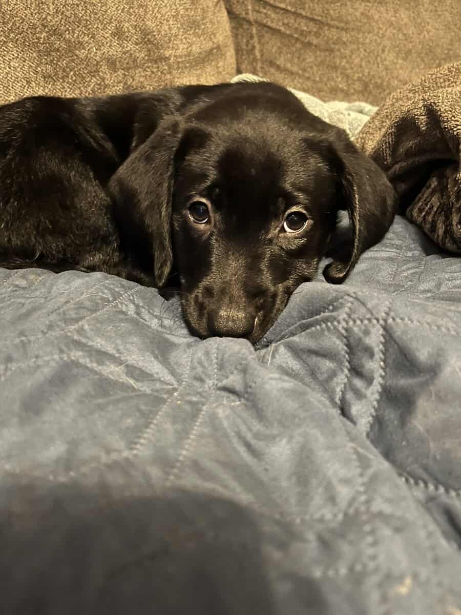 Labrador Retriever Puppies image 3