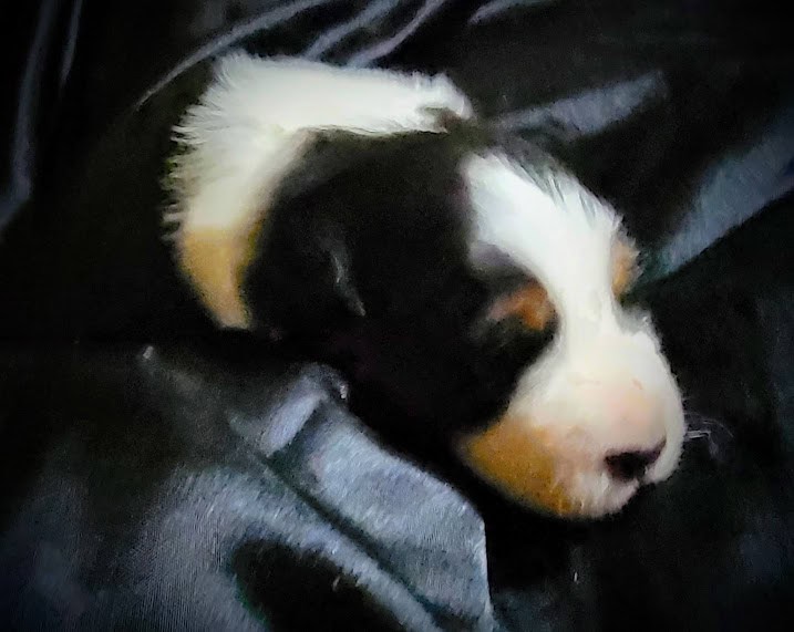 ***** Christmas Puppies ***** image 5