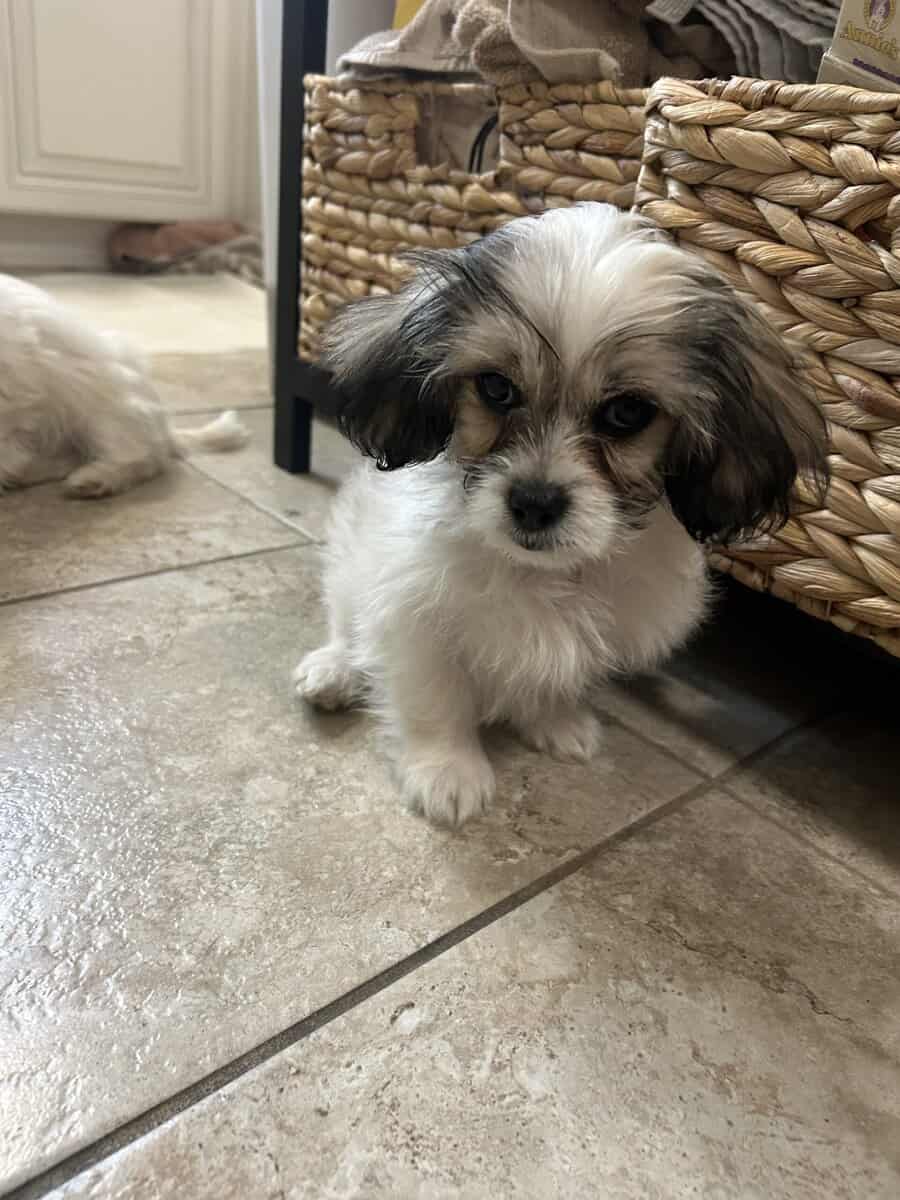 Maltese/ Pekingese mix brother and sister puppies image 2
