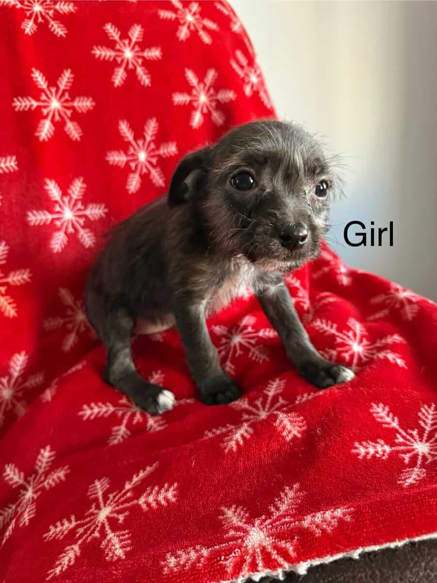 Chihuahua mix puppies looking for a home image 2