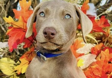 Silver Labrador Puppies, AKC, DNA, microchip, more