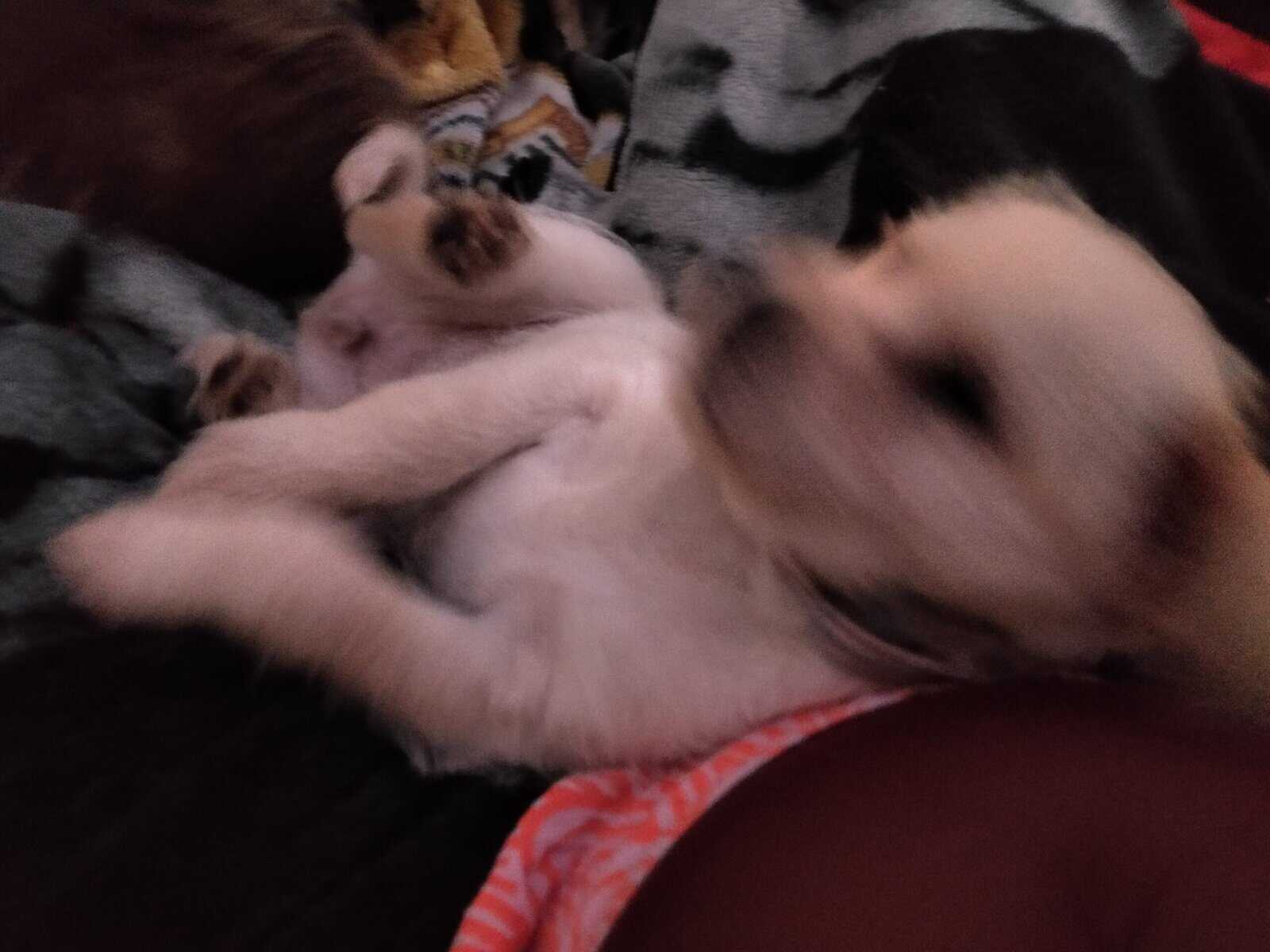 3 puppies image 3