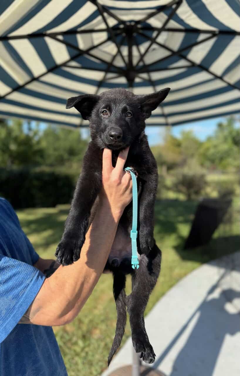 Black German Shepherd puppies 9-wks image 7