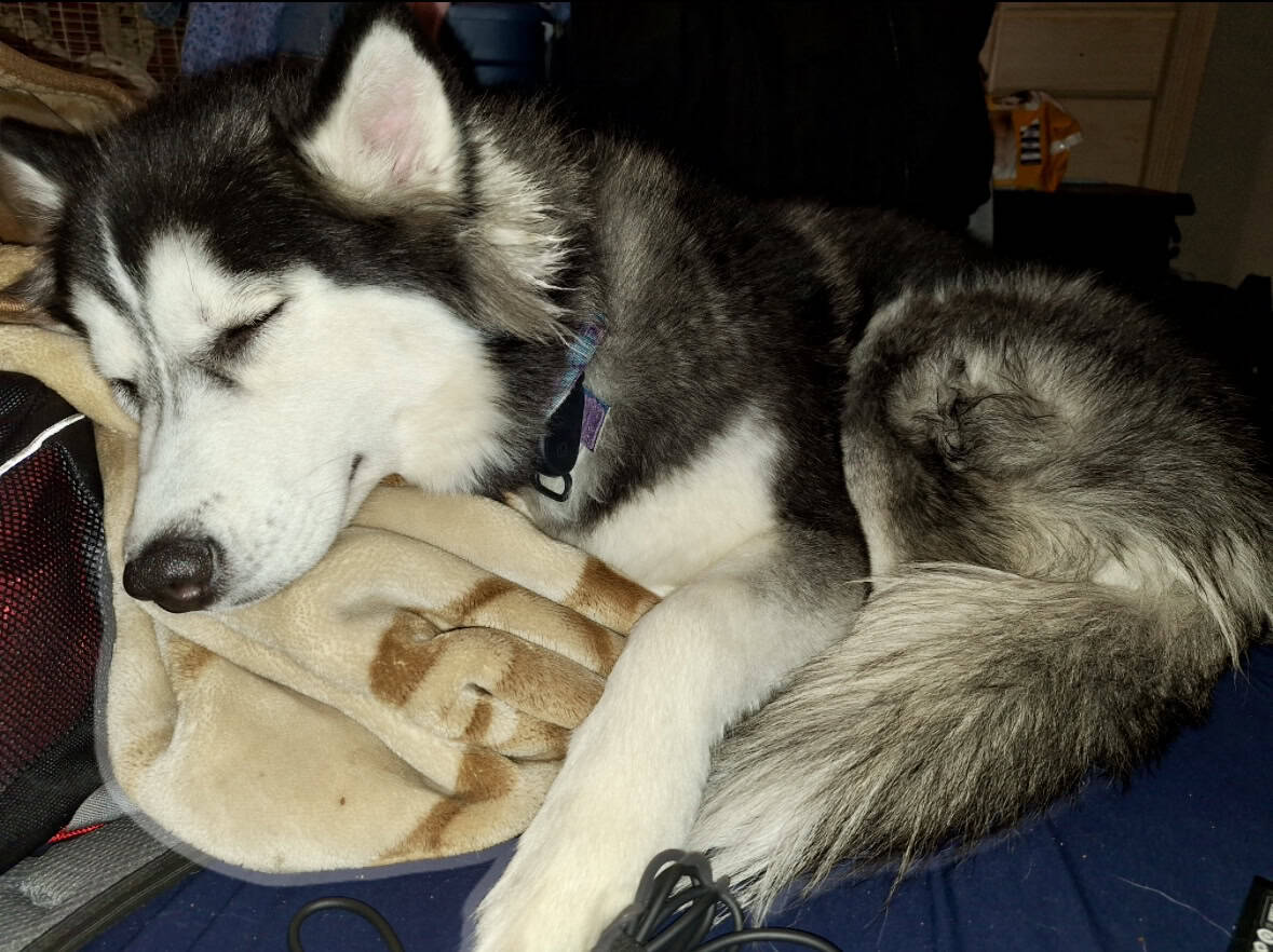 Siberian Husky image 4