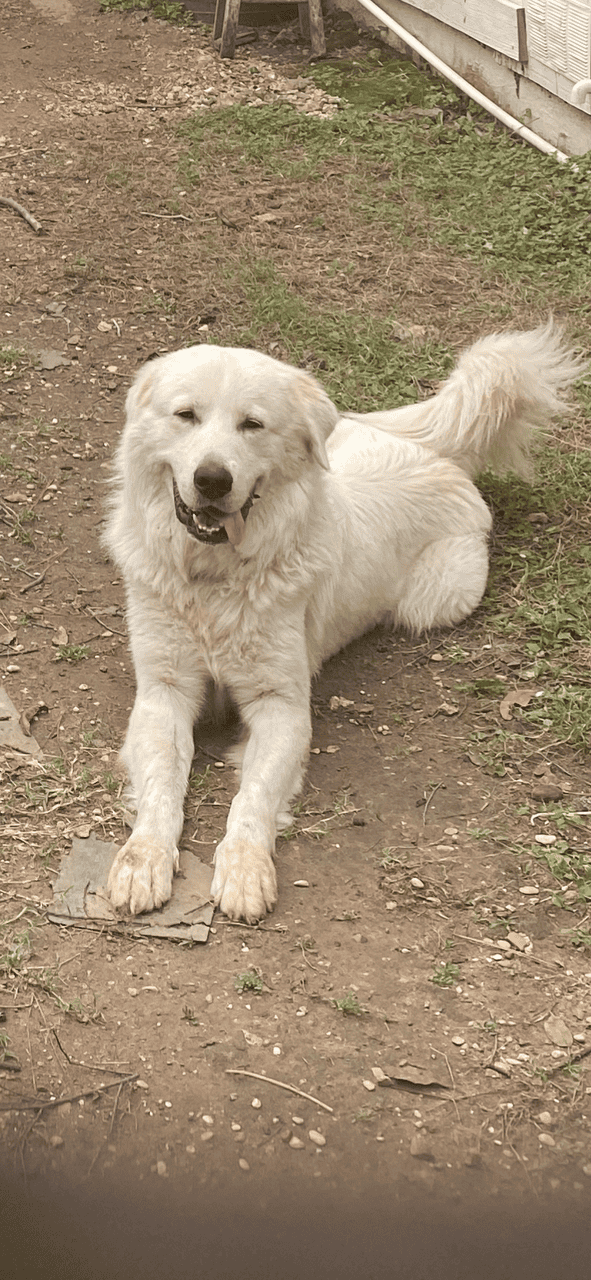 Rehoming loveable Full-Blooded Great Pyrenees image 3