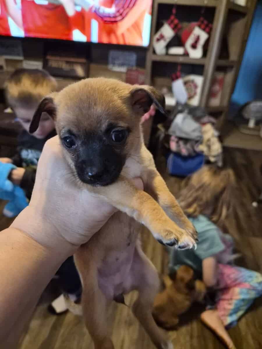 Chihuahua puppies image 2