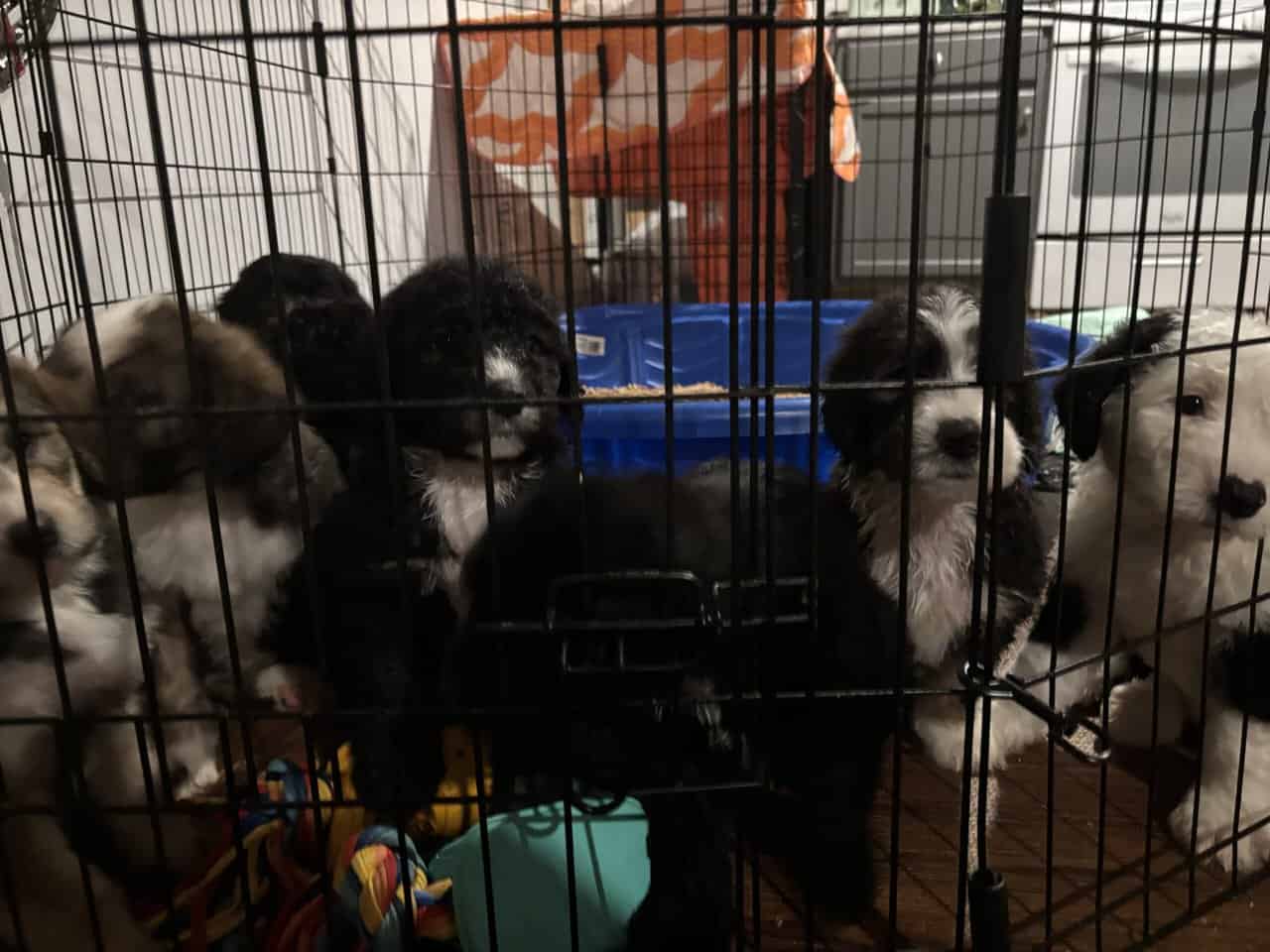 Sheepadoodle puppies image 9