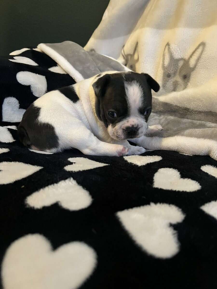 Female Frenchton Puppy image 3