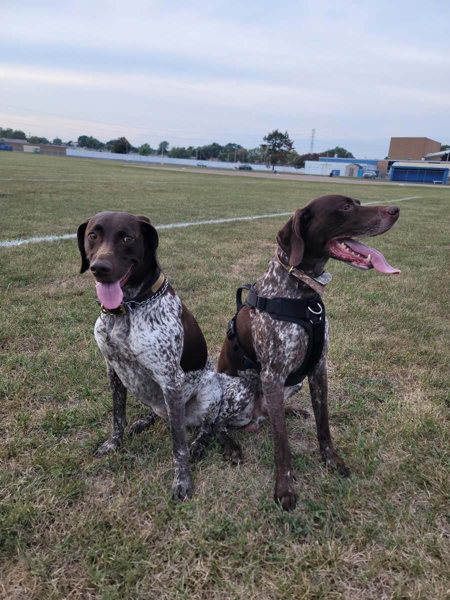 German shorthaired pointer puppies image 1