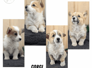 AKC CORGI PUPS