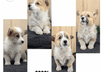 AKC CORGI PUPS