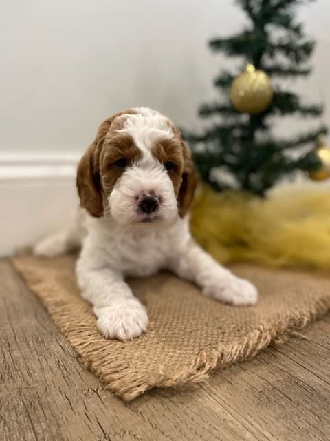 Cavapoo Puppies image 3