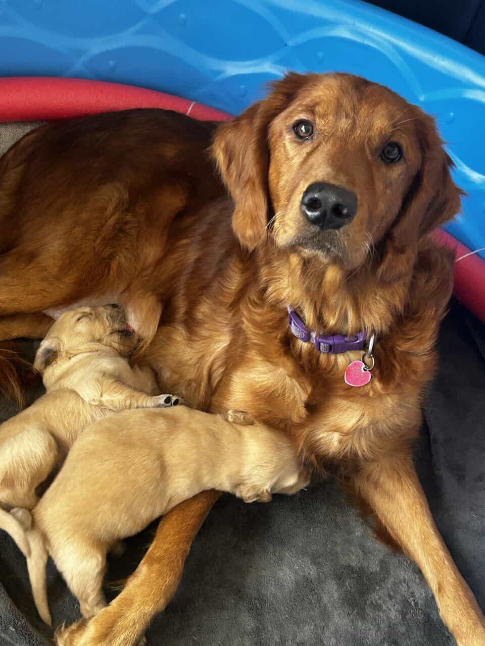 Golden Retriever puppies image 5