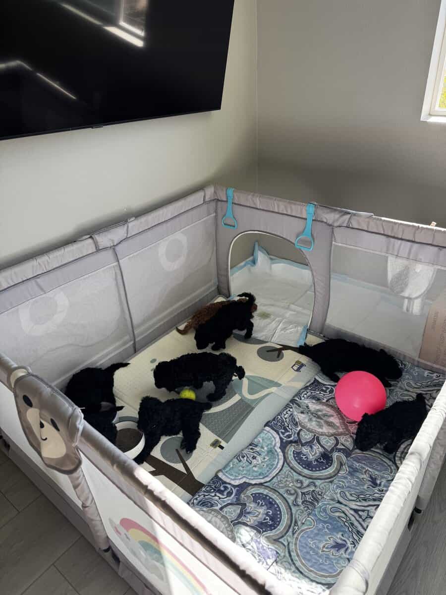 Standard Poodle Puppies – Family Raised – Ready image 8