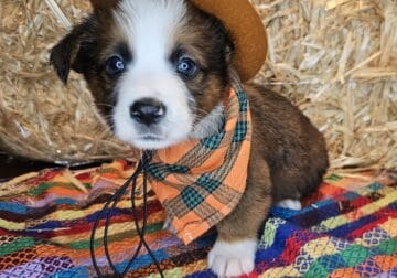 Auggie Looking for Forever Home