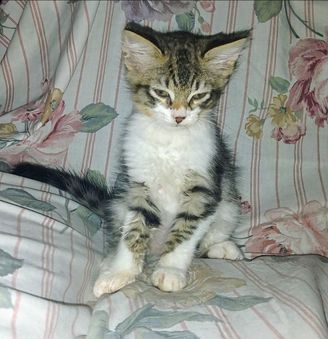 Kittens ragdoll mix image 2