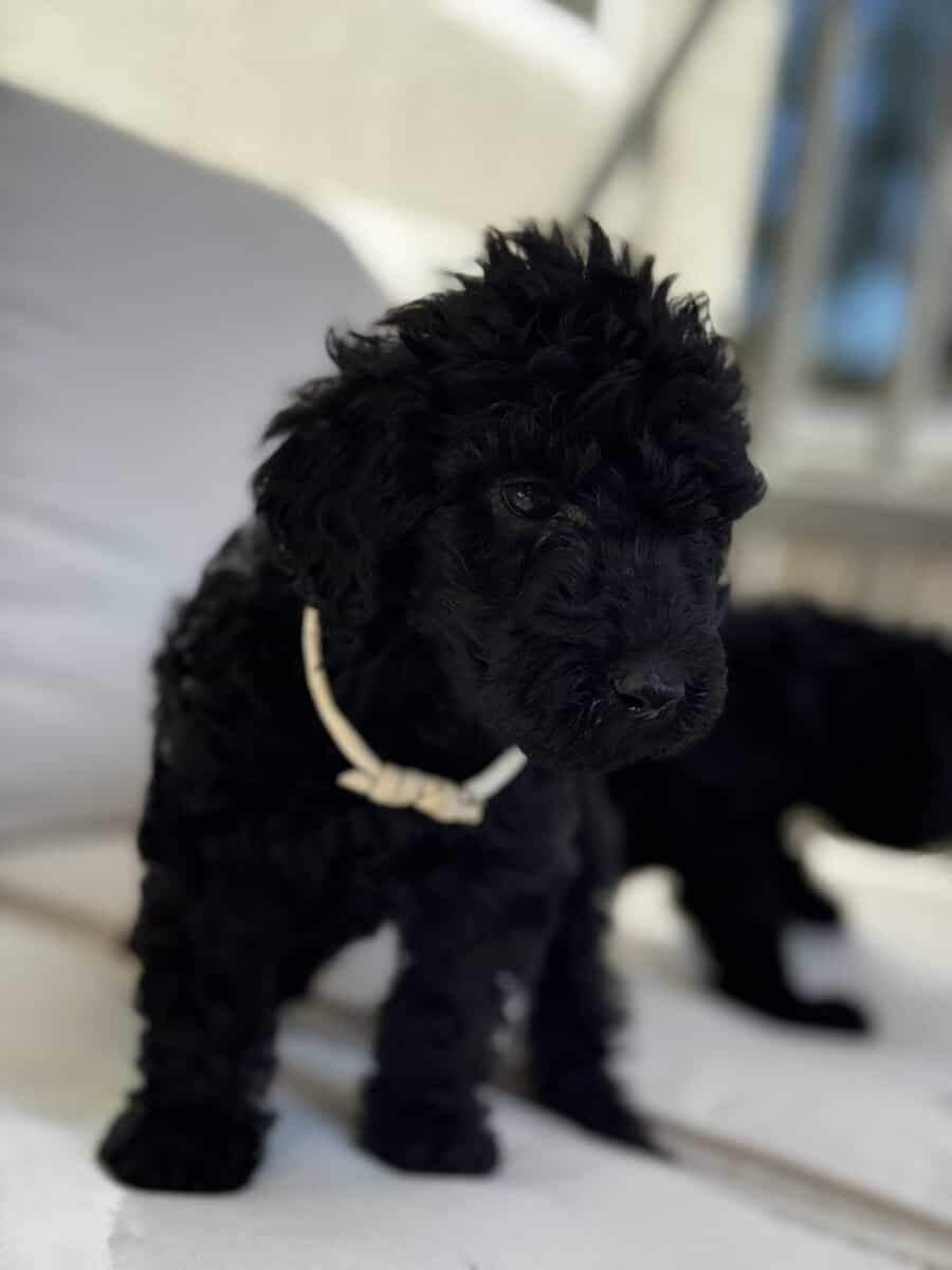 Standard Poodle Puppies – Family Raised – Ready image 17