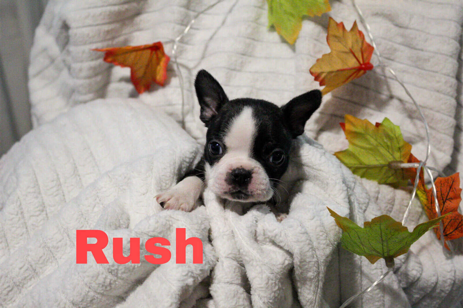 8 Boston Terrier Puppies image 7