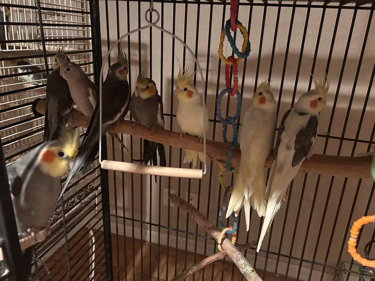 Cockatiel for sale image 3