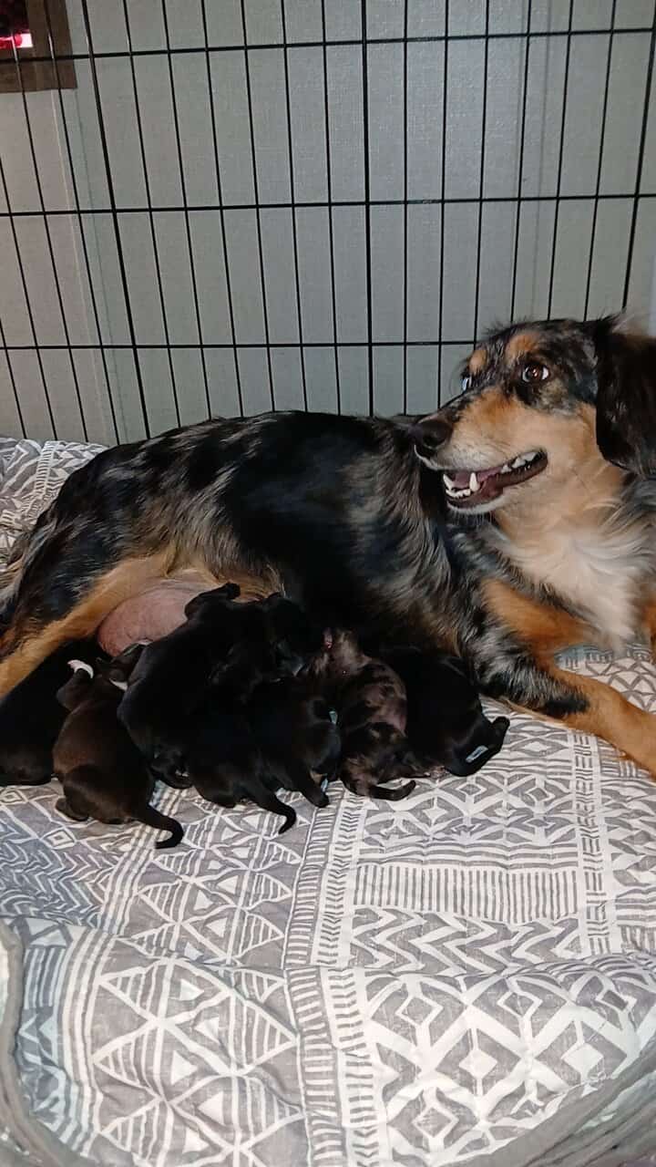 Dachshund / shihzu puppies image 1