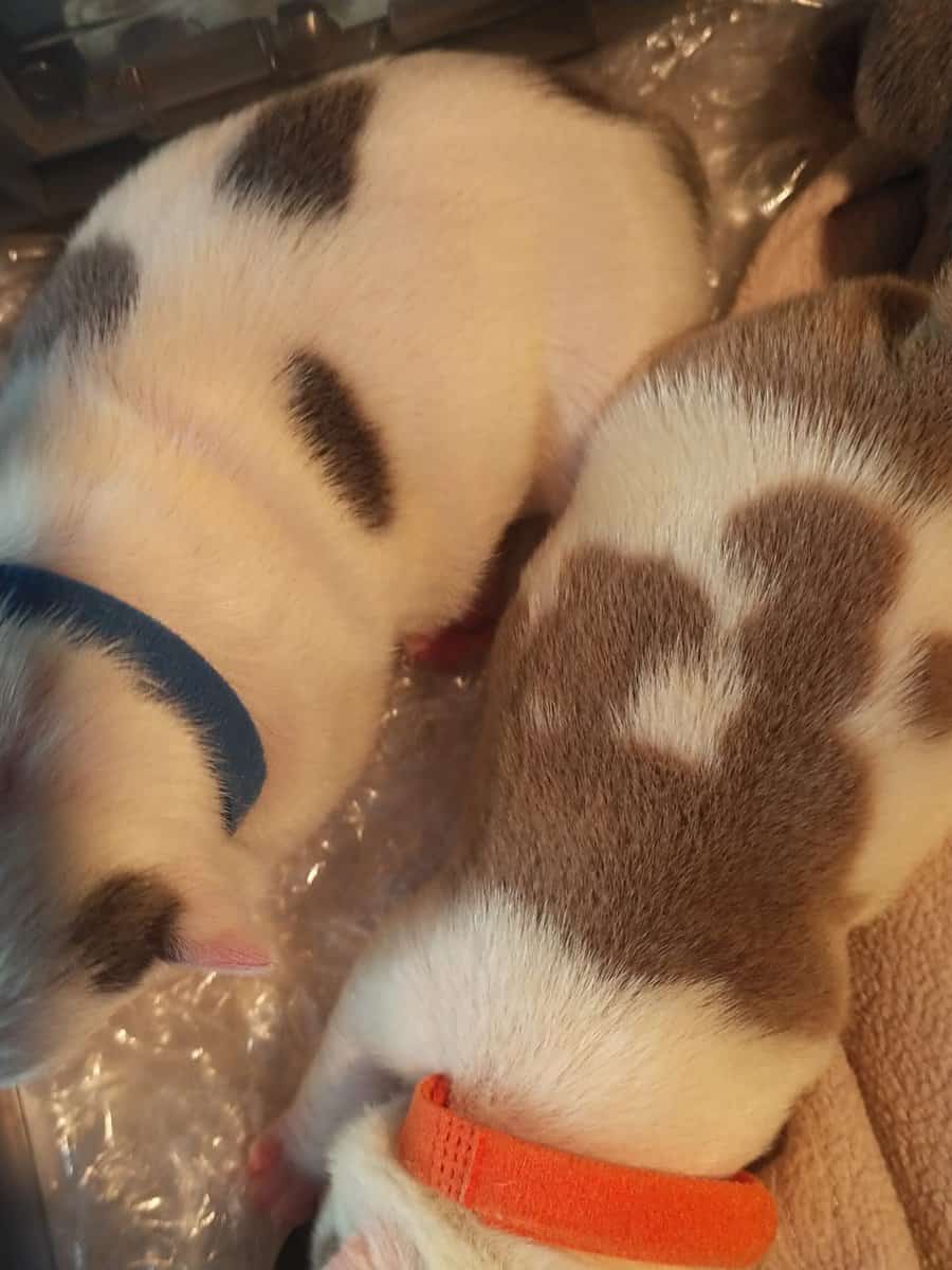 Premium Pocket Bully Puppies – Males & Females image 8