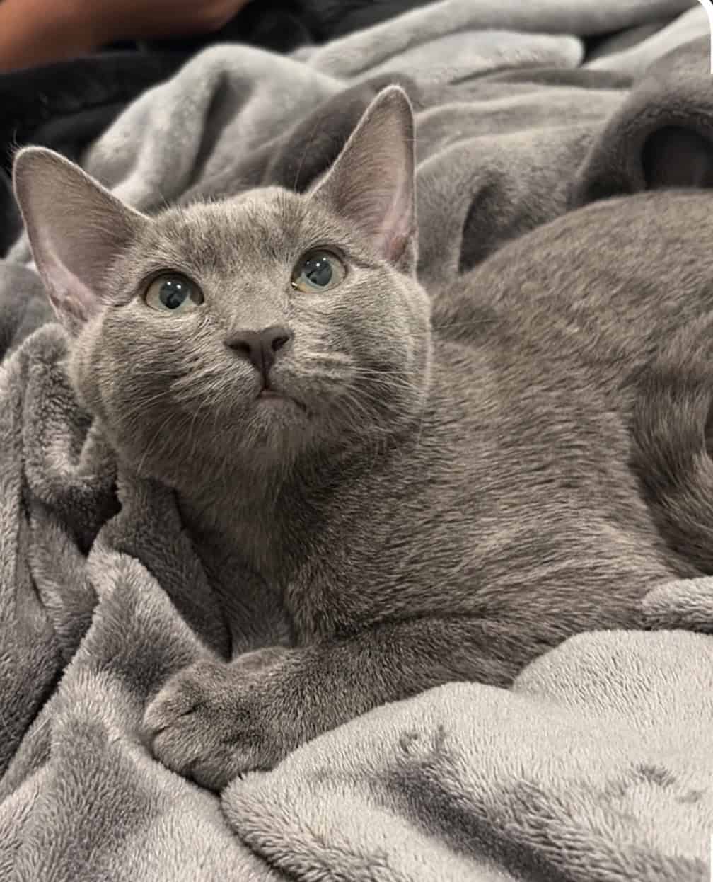 Kitten image 2