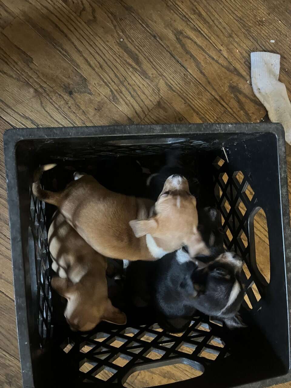 🐶 Chihuahua Puppies image 3