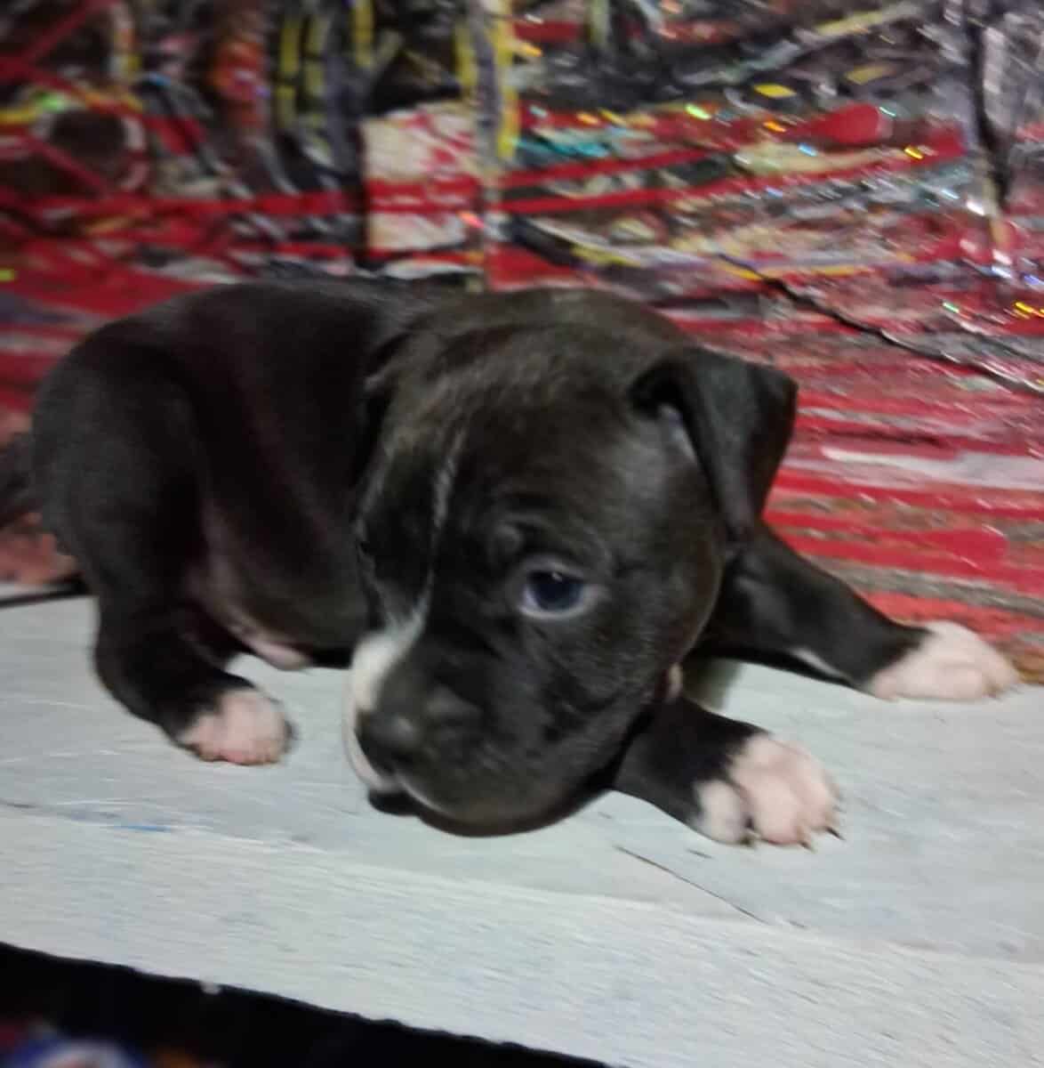Cute pitbull pups image 9