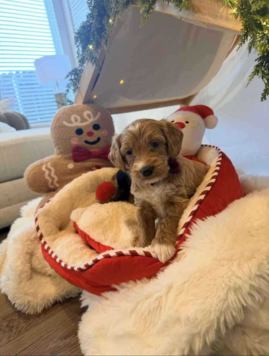 mini golden doodle puppies for sale image 4