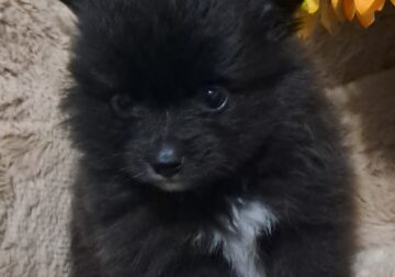 Female pomeranian puppy