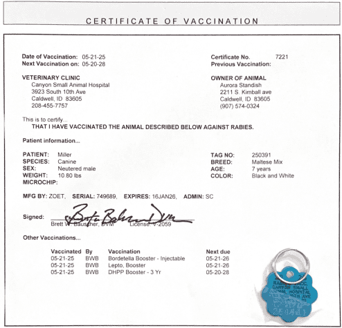 Sweet 8-Year-Old Maltipoo – Potty Trained & Vaccin image 7