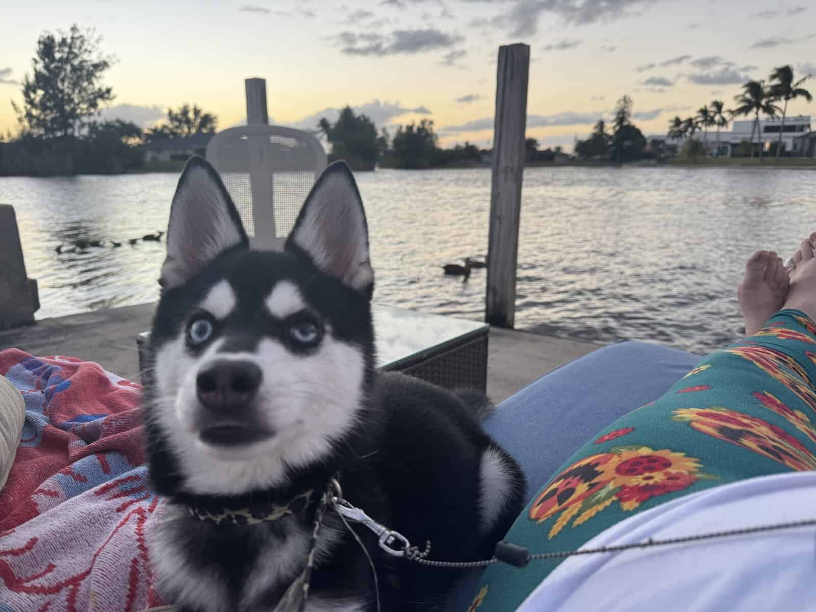 Rare Alaskan Klee Kai image 2