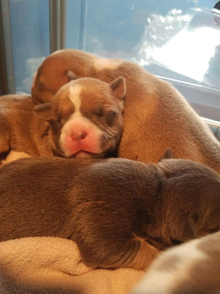 Premium Pocket Bully Puppies – Males & Females image 10