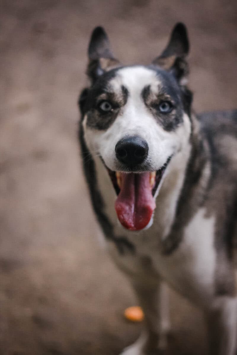 Husky image 3