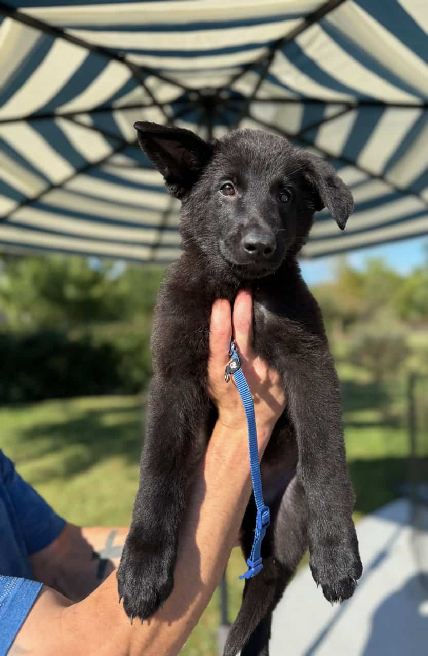 Black German Shepherd puppies 9-wks image 6