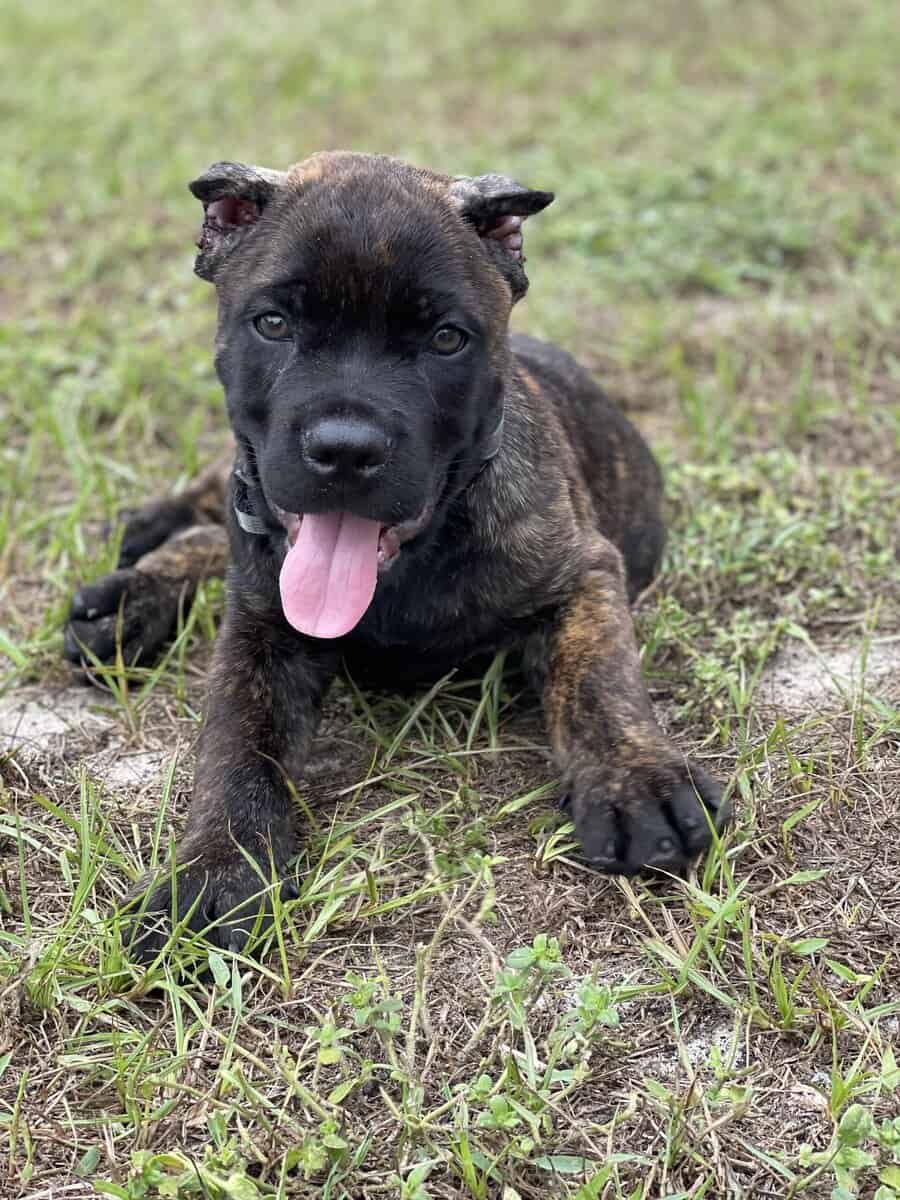 5mo old purebred male Cane Corso image 3